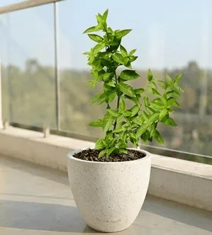Raat Ki Rani / Night Blooming Jasmine in 10 X 10 Inch White Premium Convessa Fiberglass Planter