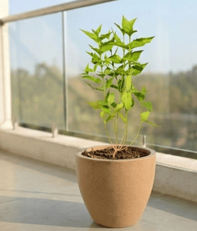 Parijaat in 10 X 10 Inch Sandstone Premium Convessa Fiberglass Planter