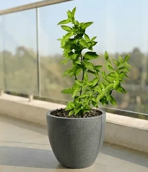 Raat Ki Rani / Night Blooming Jasmine in 10 X 10 Inch Grey Premium Convessa Fiberglass Planter