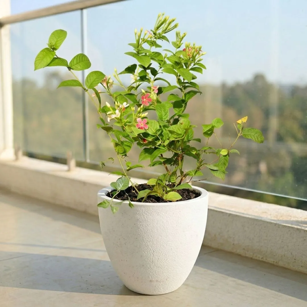 Madhu Malti / Rangoon Creeper in 10 X 10 Inch White Premium Convessa Fiberglass Planter
