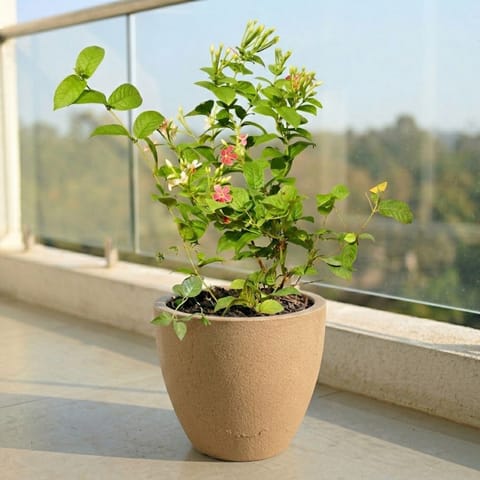 Madhu Malti / Rangoon Creeper in 10 X 10 Inch Sandstone Premium Convessa Fiberglass Planter
