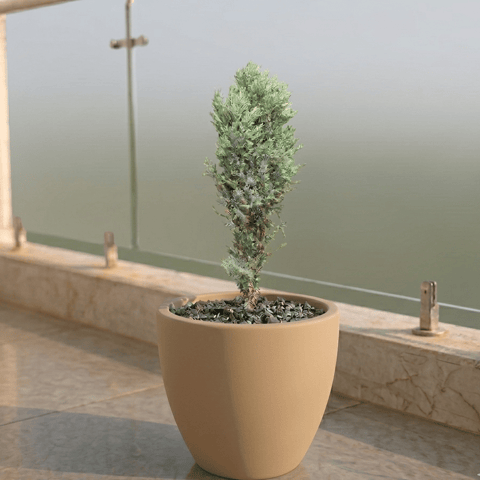 Cypress Green in 10 X 10 Inch Live Plant Sandstone Premium Convessa Fiberglass Planter