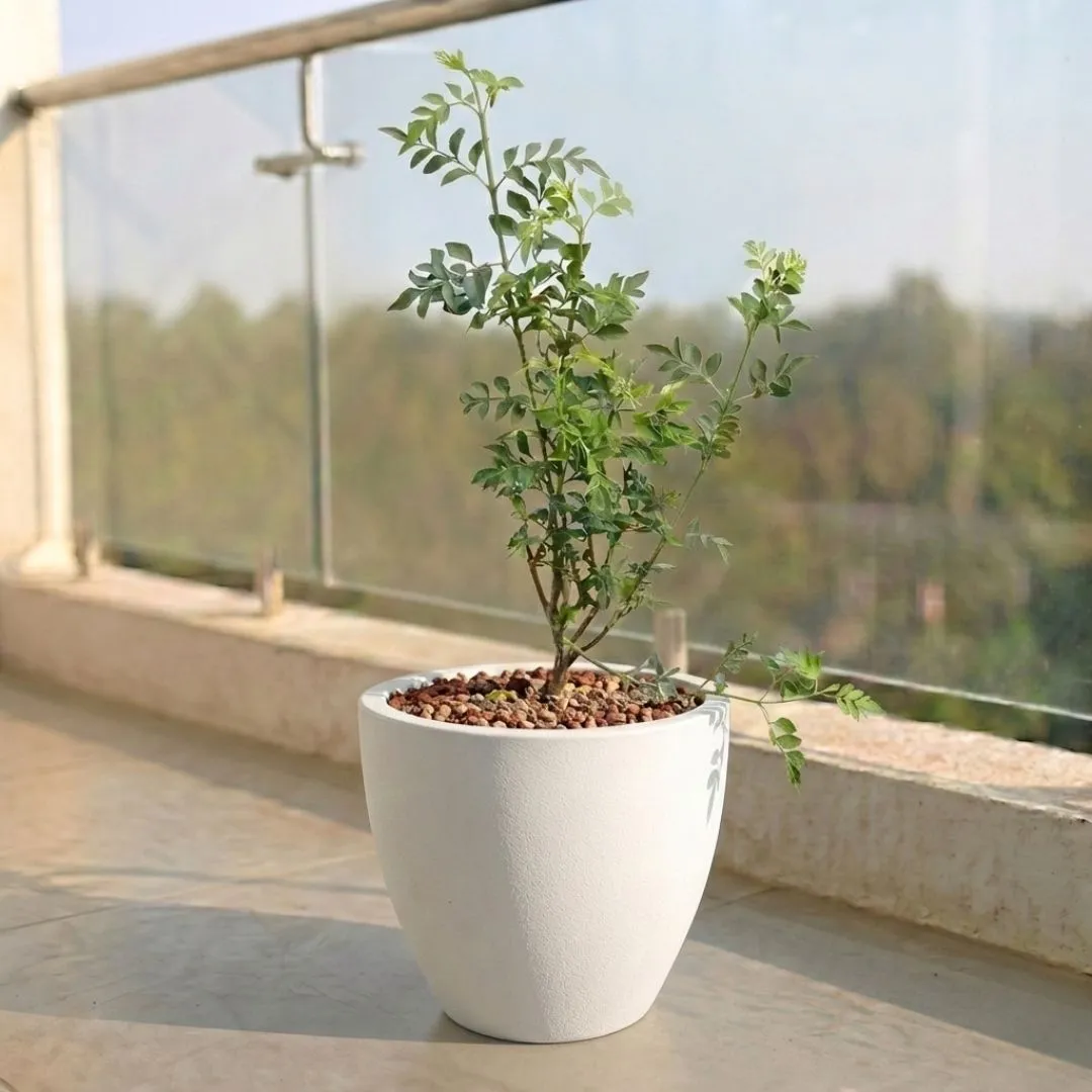 Chameli in 10 X 10 Inch White Premium Convessa Fiberglass Planter