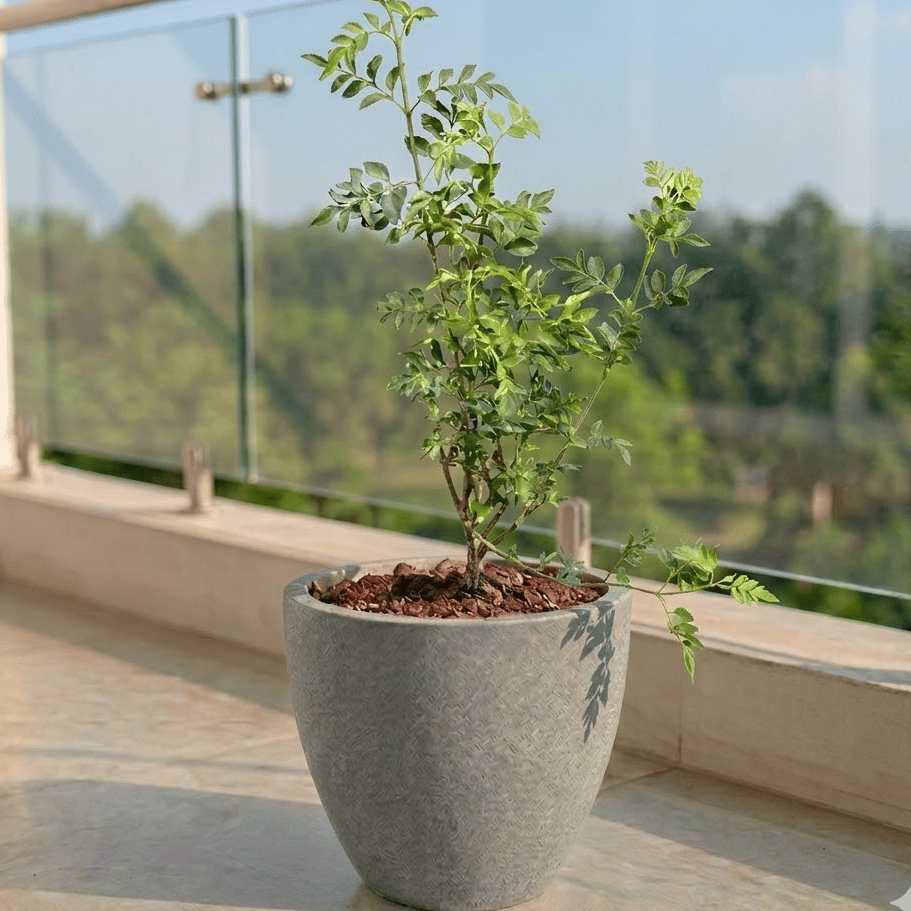 Chameli in 10 X 10 Inch Grey Premium Convessa Fiberglass Planter