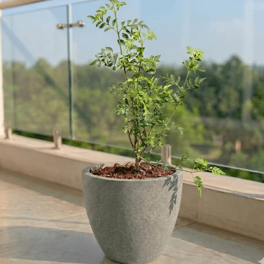 Chameli in 10 X 10 Inch Grey Premium Convessa Fiberglass Planter