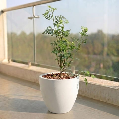 Chameli in 10 X 10 Inch White Premium Convessa Fiberglass Planter