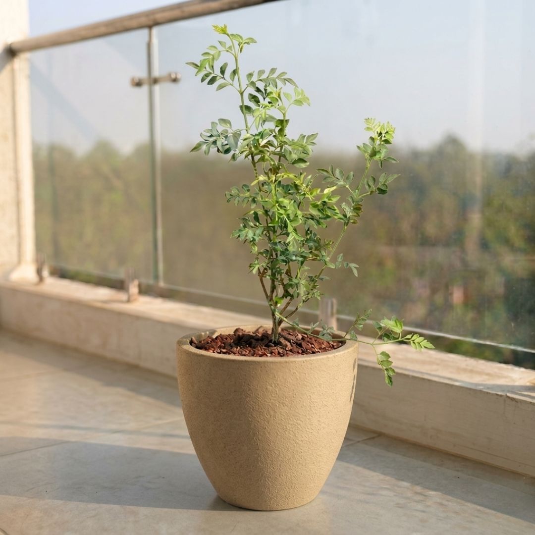 Chameli in 10 X 10 Inch Sandstone Premium Convessa Fiberglass Planter