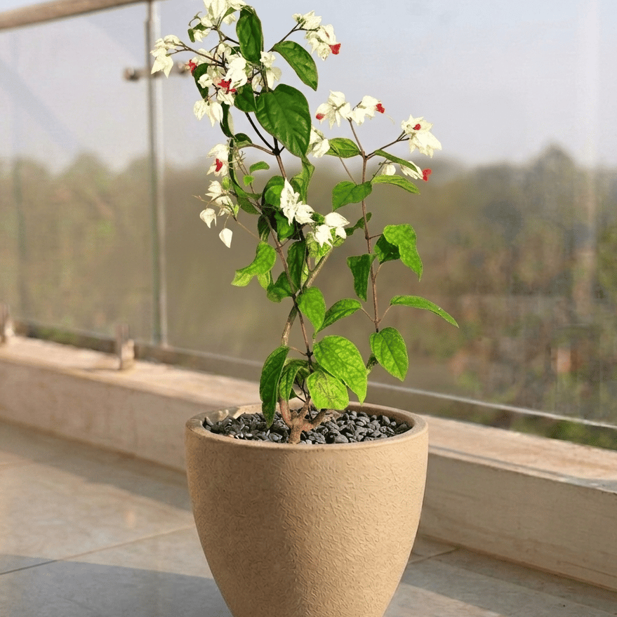 Bleeding Heart in 10 X 10 Inch Sandstone Premium Convessa Fiberglass Planter