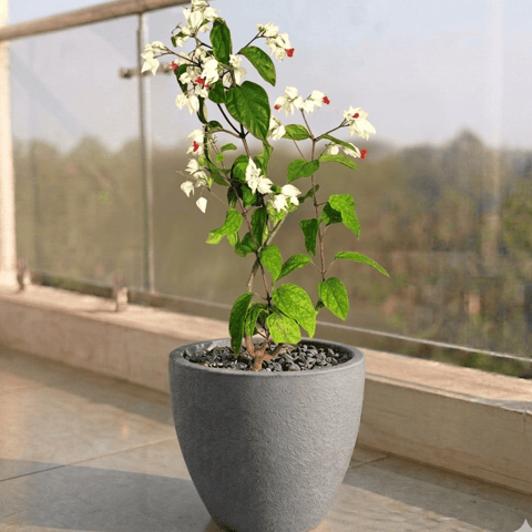 Bleeding Heart in 10 X 10 Inch Grey Premium Convessa Fiberglass Planter