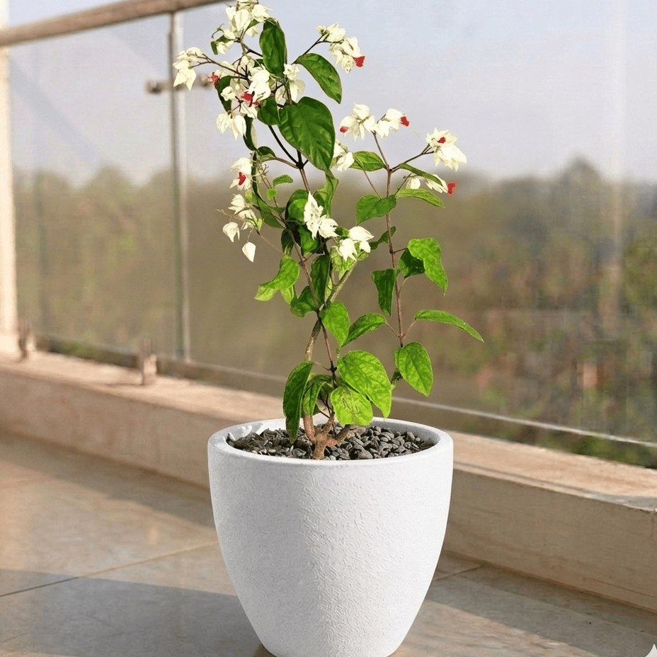 Bleeding Heart in 10 X 10 Inch White Premium Convessa Fiberglass Planter