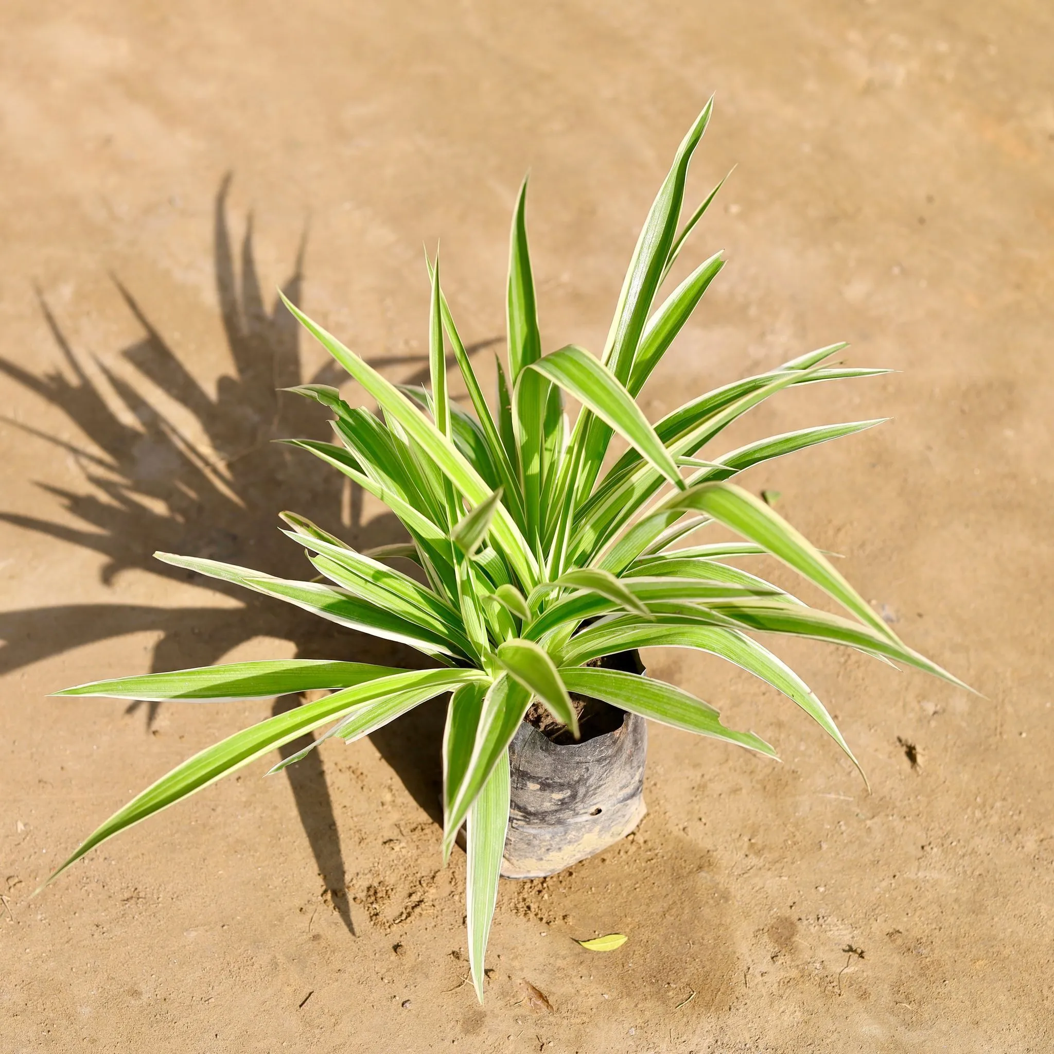 Air Purifying - Spider plant in 4 Inch Nursery Bag