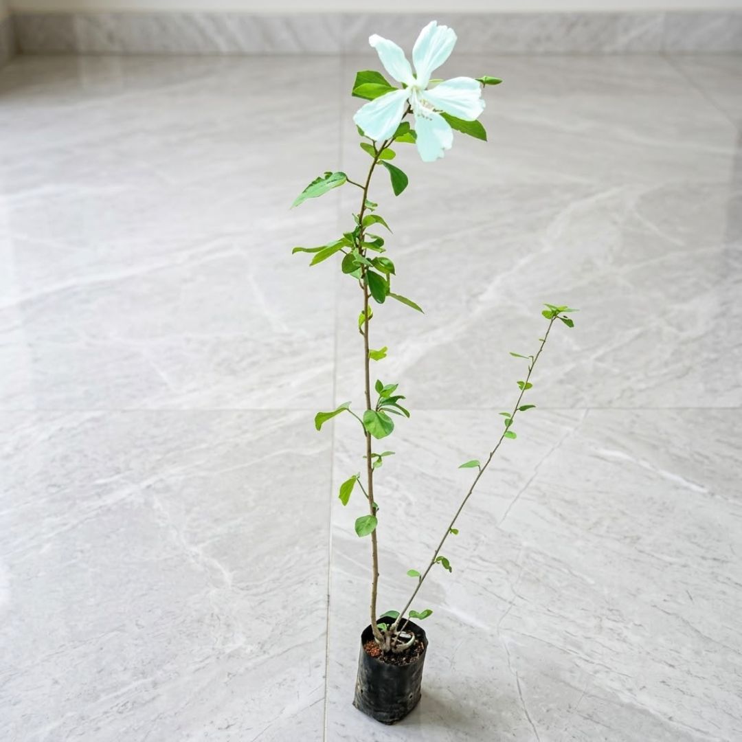 Hibiscus / Gudhal China White in 4 Inch Nursery Bag