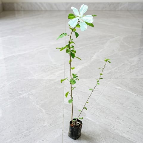 Hibiscus / Gudhal China White in 4 Inch Nursery Bag