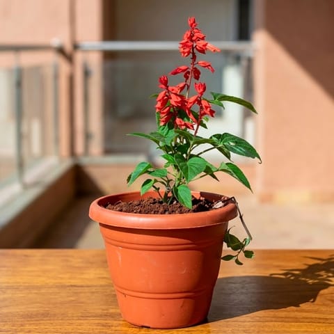 Salvia Red in 8 Inch Terracotta Red Classy Plastic Pot