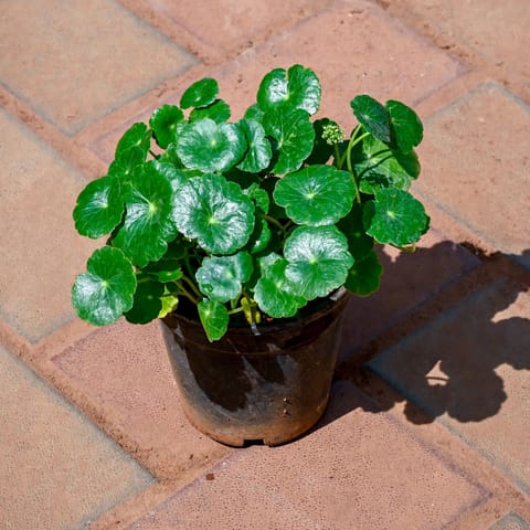 Brahmi Dollar / Pennywort / Coin Plant in 4 Inch Nursery Pot