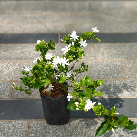 Kakda Malga / Star Jasmine in 4 Inch Nursery Bag
