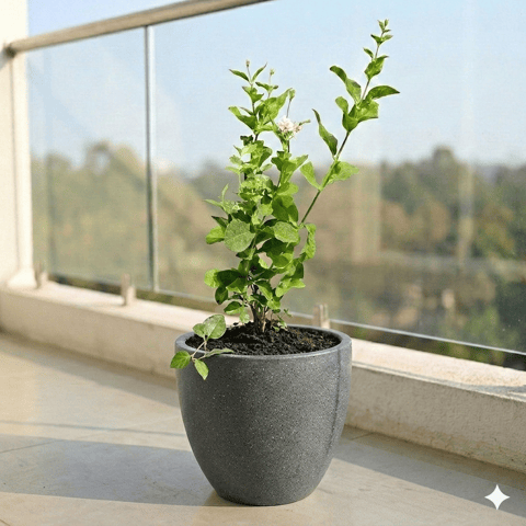Mogra/ Jasmine in 10 X 10 Inch Live Plant Grey Premium Convessa Fiberglass Planter
