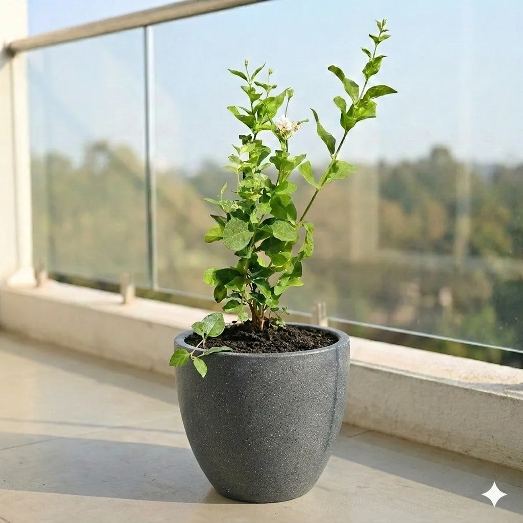 Mogra/ Jasmine in 10 X 10 Inch Grey Premium Convessa Fiberglass Planter