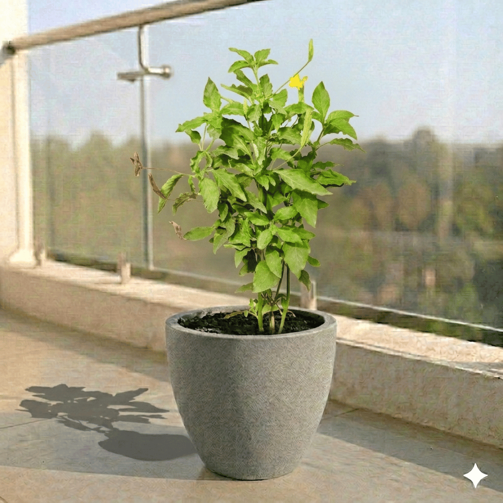 Crossandra Orange Pune in 10 X 10 Inch Grey Premium Convessa Fiberglass Planter