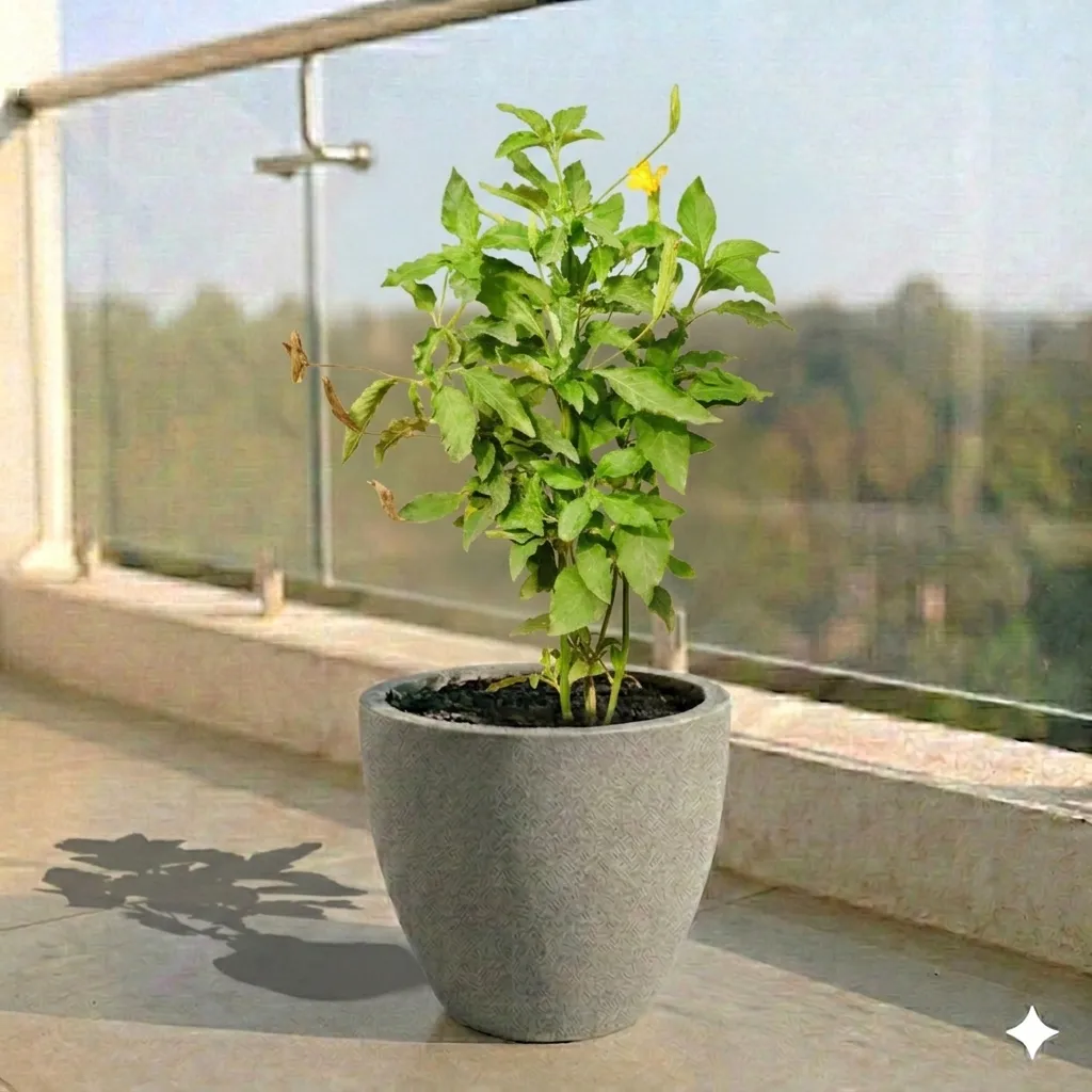 Crossandra Orange Pune in 10 X 10 Inch Grey Premium Convessa Fiberglass Planter