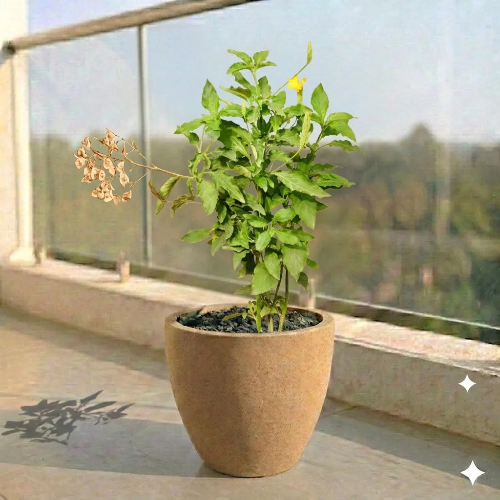 Crossandra Orange Pune in 10 X 10 Inch Sandstone Premium Convessa Fiberglass Planter