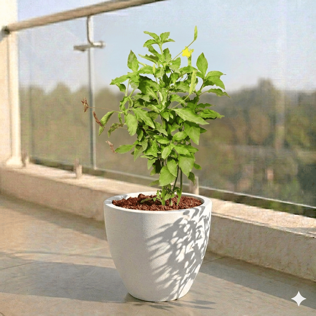 Crossandra Orange Pune in 10 X 10 Inch White Premium Convessa Fiberglass Planter