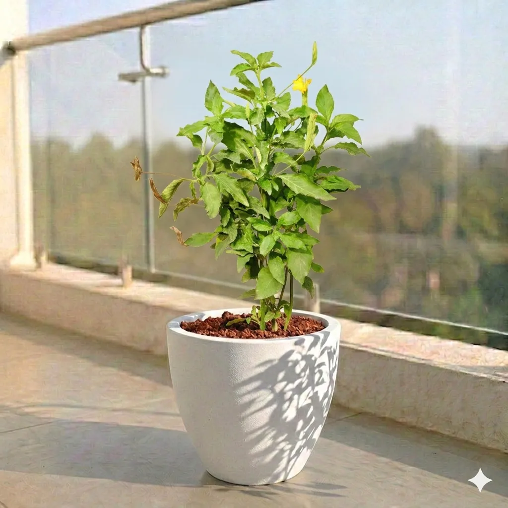 Crossandra Orange Pune in 10 X 10 Inch White Premium Convessa Fiberglass Planter