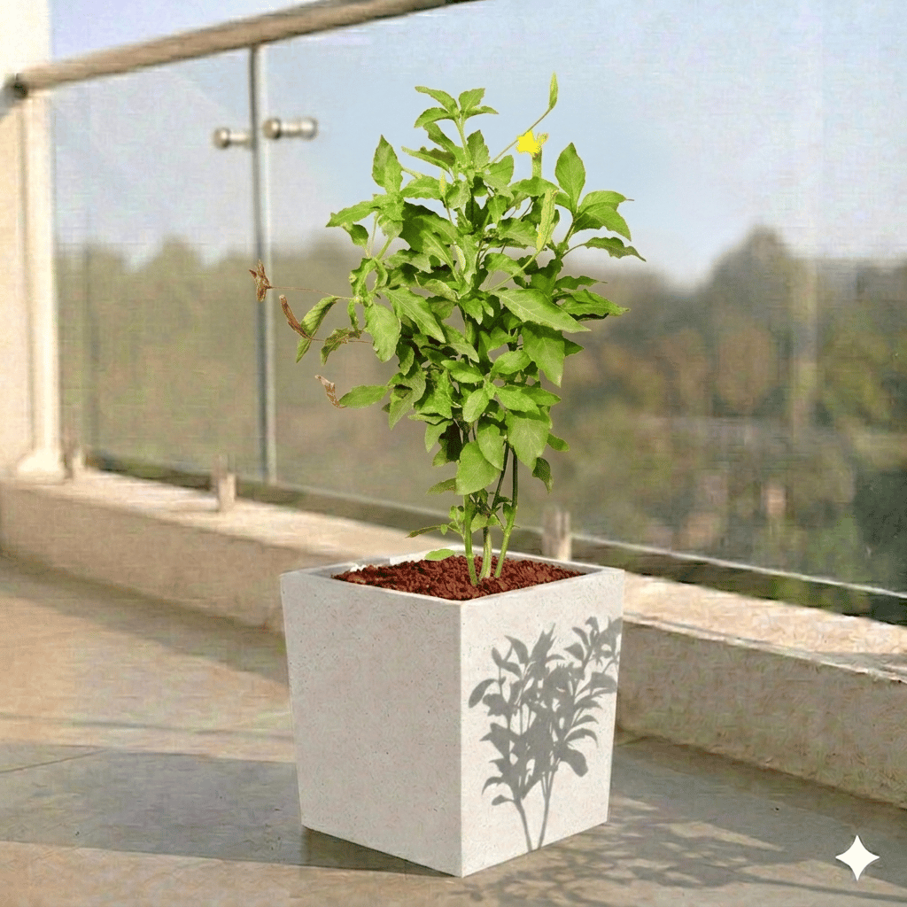 Crossandra Orange Pune in 8 X 8 Inch White Premium Kyvos Fiberglass Planter