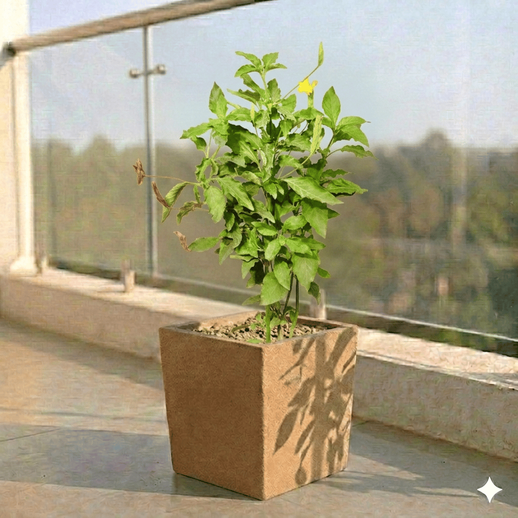 Crossandra Orange Pune in 8 X 8 Inch Sandstone Premium Kyvos Fiberglass Planter