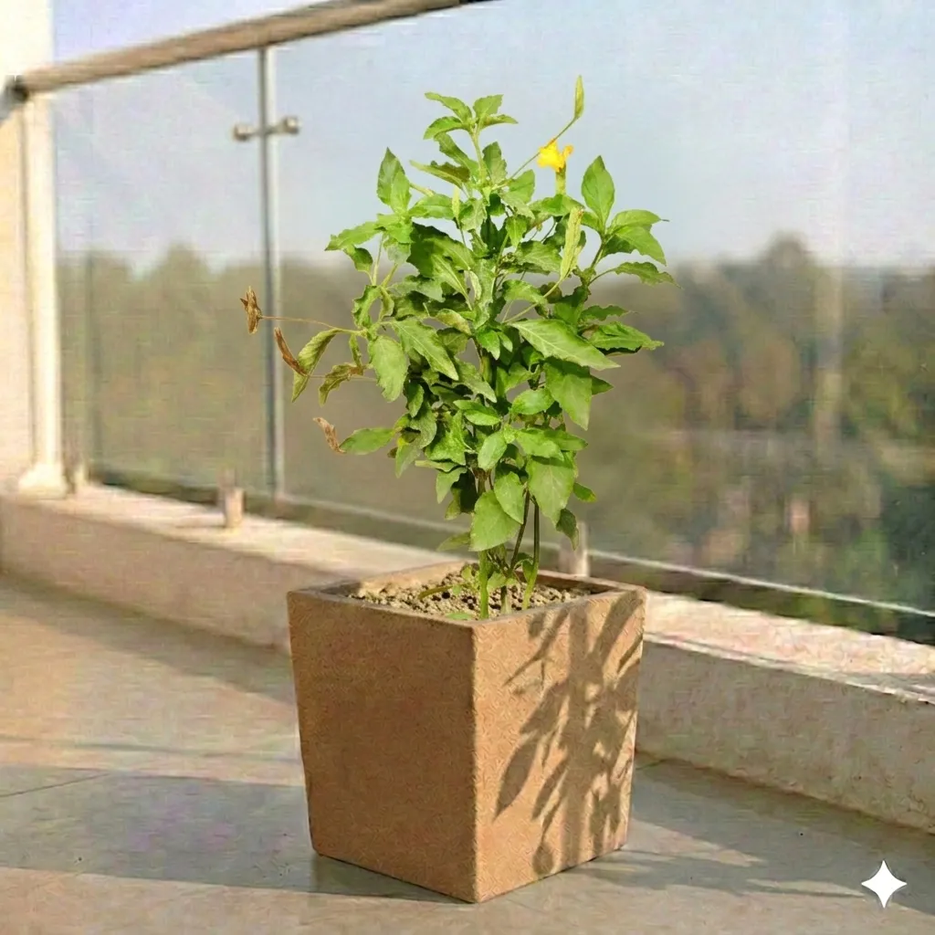 Crossandra Orange Pune in 8 X 8 Inch Sandstone Premium Kyvos Fiberglass Planter