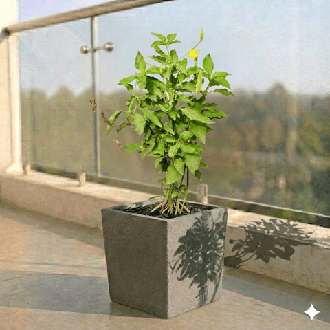 Crossandra Orange Pune in 8 X 8 Inch Live Plant Grey Premium Kyvos Fiberglass Planter