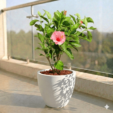 Hibiscus Pink in 10 X 10 Inch Live Plant White Premium Convessa Fiberglass Planter