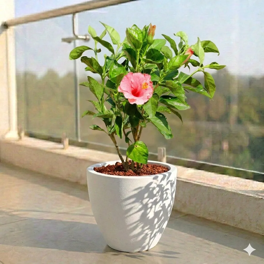 Hibiscus Pink in 10 X 10 Inch White Premium Convessa Fiberglass Planter