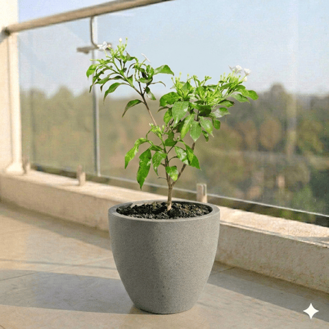 Double Tagar in 10 X 10 Inch Live Plant Grey Premium Convessa Fiberglass Planter