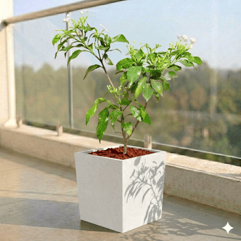 Double Tagar in 8 X 8 Inch Live Plant White Premium Kyvos Fiberglass Planter