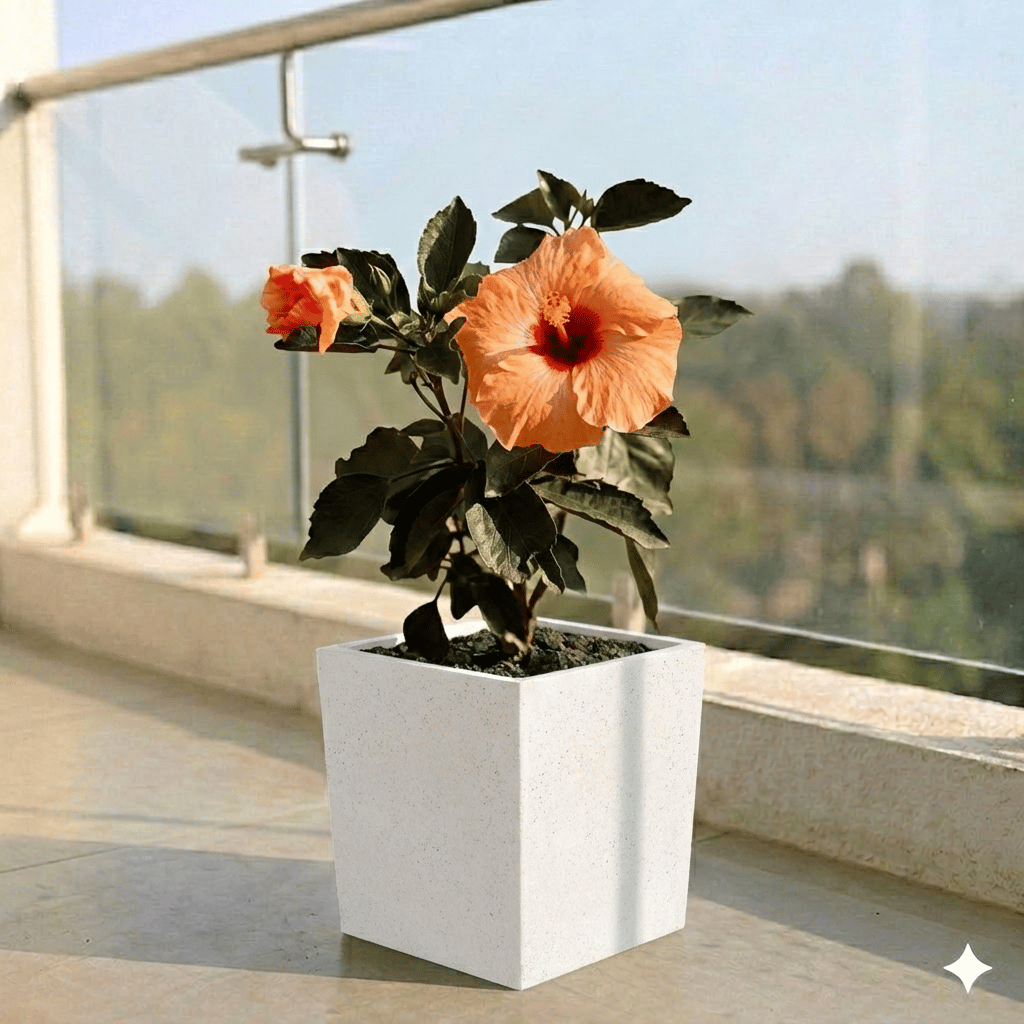 Hibiscus Dwarf in 8 X 8 Inch White Premium Kyvos Fiberglass Planter