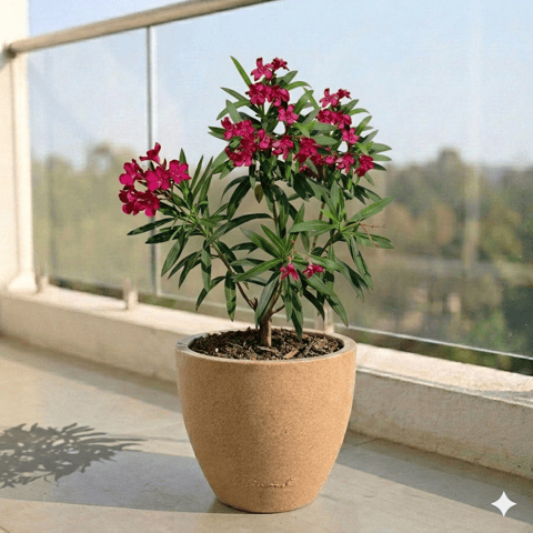 Kaner Red in 10 X 10 Inch Live Plant Sandstone Premium Convessa Fiberglass Planter