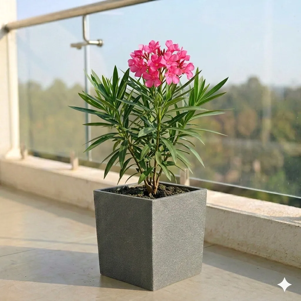Kaner Red in 8 X 8 Inch Grey Premium Kyvos Fiberglass Planter
