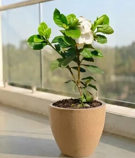 Gardenia / Gandhraj White in 10 X 10 Inch Sandstone Premium Convessa Fiberglass Planter