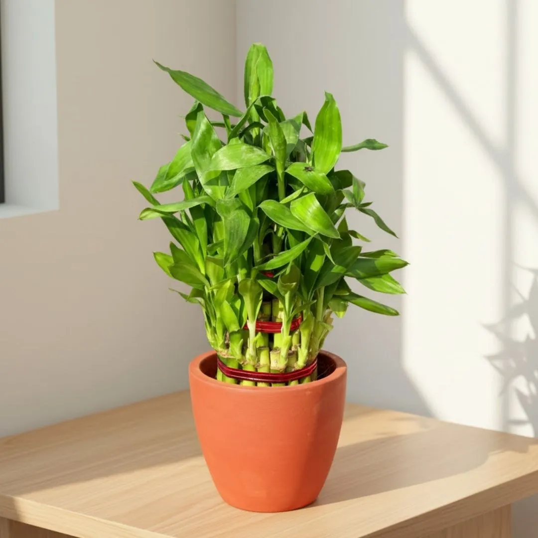 Lucky Bamboo 2 Layer in 4 inch Neer Maati Pot