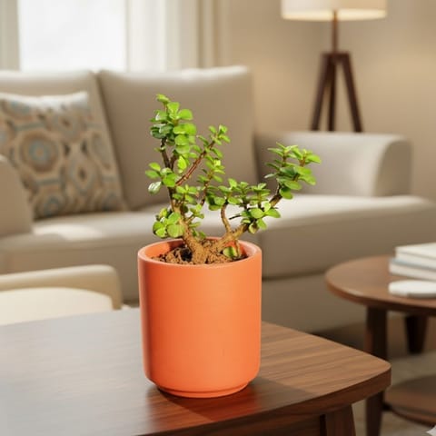 Gift Ready - Jade Mini / Elephant Bush in 4 inch Neer Maati Pot With a Chic Bag