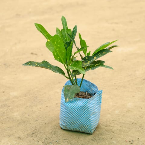 Baby Croton in 4 Inch Nursery Bag