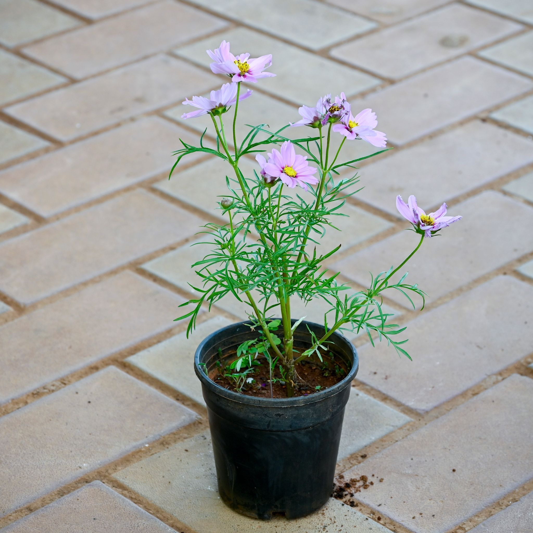 Cosmos (Any Colour) in 6 Inch Nursery Pot