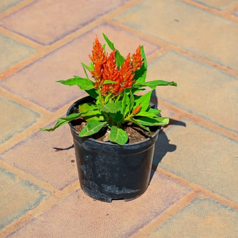 Celosia Orange in 4 Inch Nursery Pot