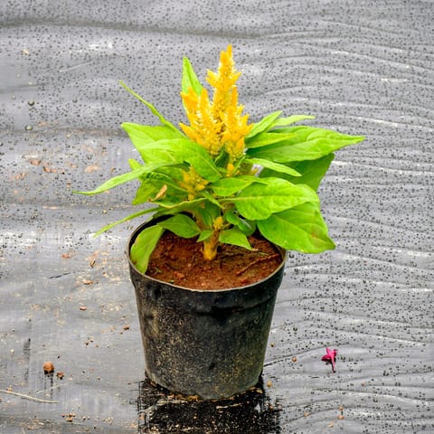 Celosia Yellow in 4 Inch Nursery Pot