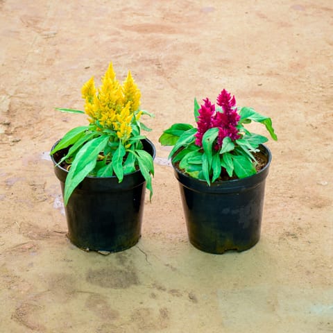 Set of 2 - Celosia (Yellow & Pink) in 4 Inch Nursery Pot