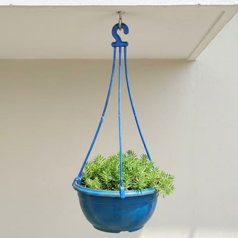 Sedum Green Succulent in 6 Inch Hanging Pot