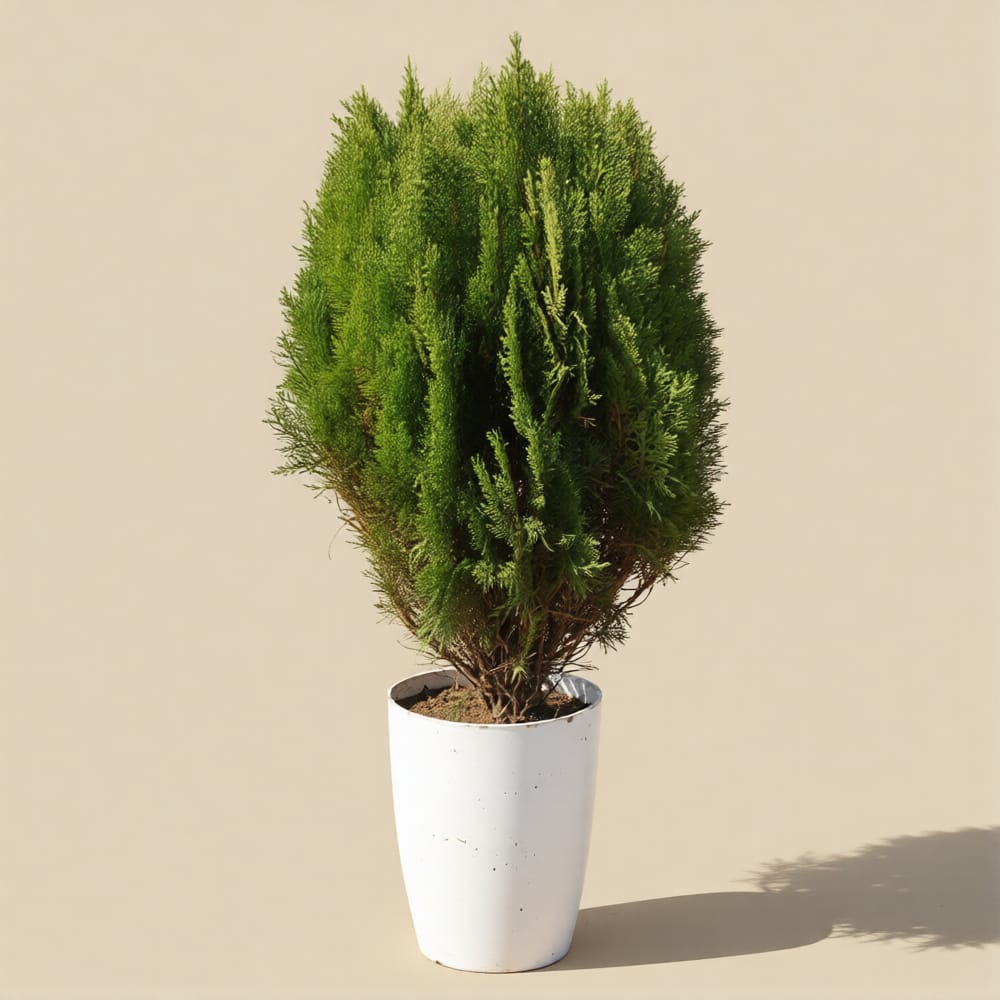 Morpankhi / Thuja in 12 Inch White Tower Pot