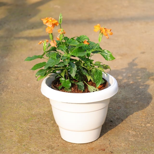 Crossandra (any colour) in 8 Inch White Classy Pot