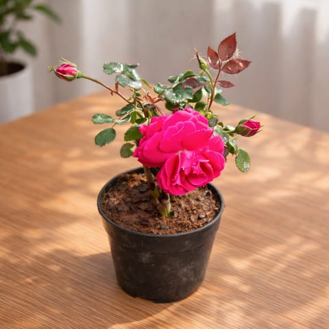 Indian Rose Red in 6 inch Nursery Pot